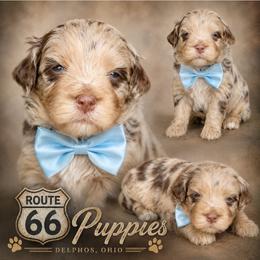 Boy 2, Wrigley - Merle male Bernedoodle puppy in Delphos, Ohio from Route 66 Poodles & Doodles, Sapphire Shih-tzu's of Ohio
