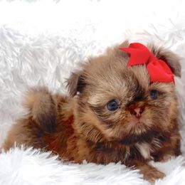 Sakura - Liver female Shih Tzu puppy in Jacksonville, Florida from Fancy Garden Shih Tzu