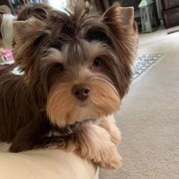 Yorkshire Terriers from Treasured Yorkies