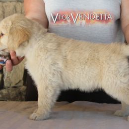 Golden Retriever Puppies from DoubleTake Goldens