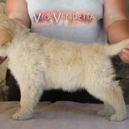 Golden Retriever Puppies from DoubleTake Goldens