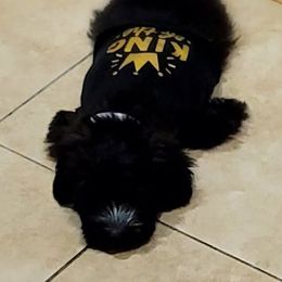 French Bulldog, Mal-Shi, Maltipoo, and Shih Tzu Puppies from NC Stellar Puppies
