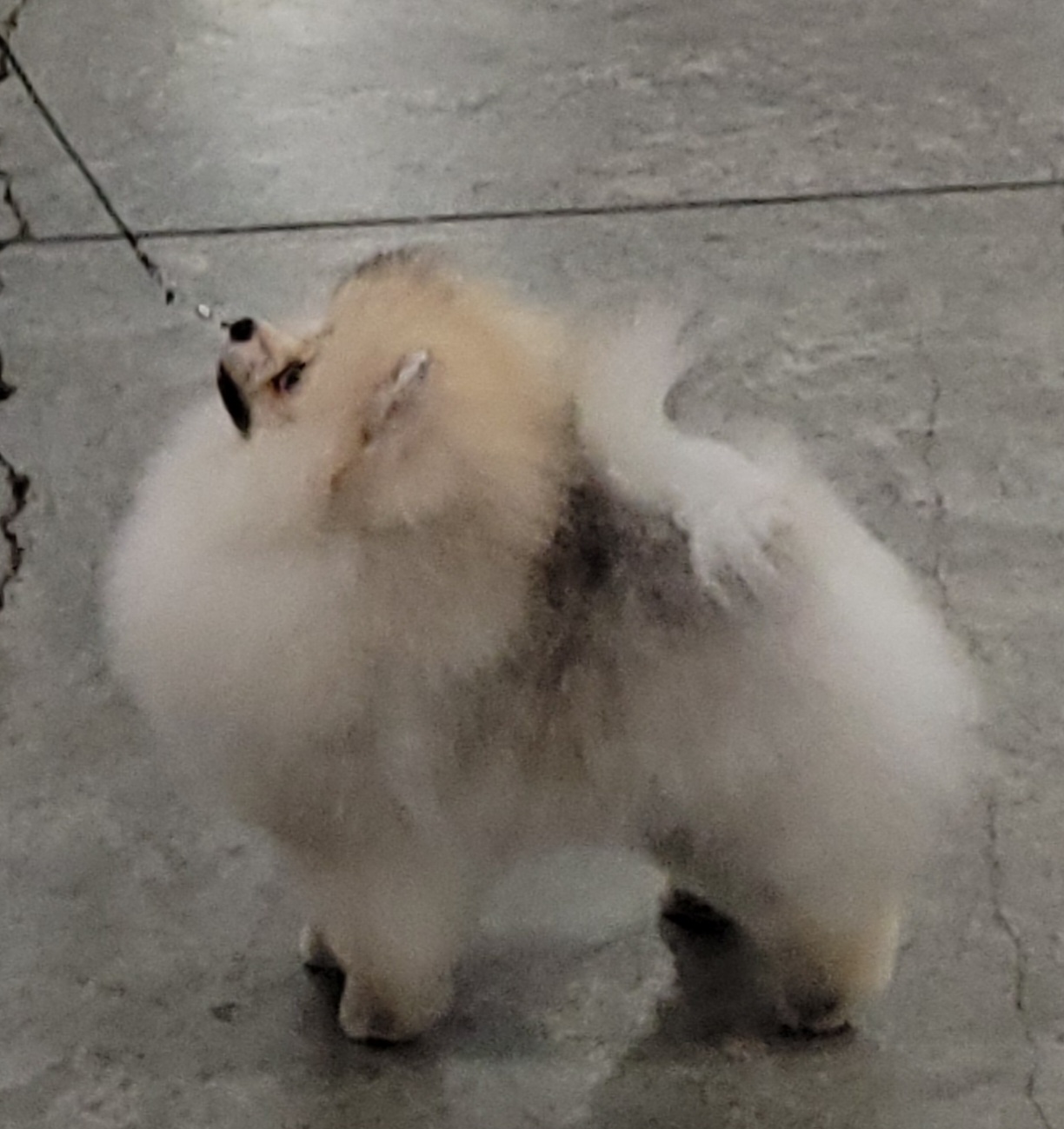 Keeshond and Pomeranian Puppies from Vivid Keeshond and poms