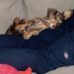 Dachshund Puppies from Lee’s Legendary Lines