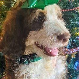 Jolly - Aussiedoodle puppy from Doodle Mountain