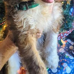 Jolly - Aussiedoodle puppy from Doodle Mountain