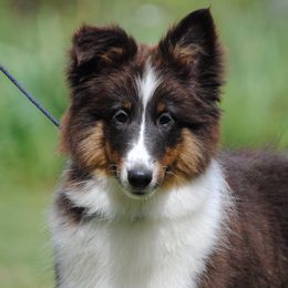 Cane Corso and Shetland Sheepdog Puppies from Redemption Kennels