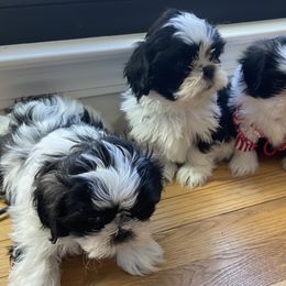 Shih Tzu puppies from Shih Tzu is a Heaven