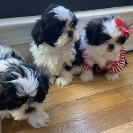 Shih Tzu puppies from Shih Tzu is a Heaven