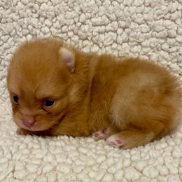 Remi - Chocolate sable female Pomeranian puppy in Bentonville, Arkansas from Hummingbird & Fox