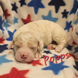 Popps - Parti male Goldendoodle puppy in Kansas City, Missouri from Poppy's Doodles