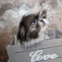 Bluey - Blue and white male Shih Tzu puppy in Merced, California from Topknot Shih Tzus
