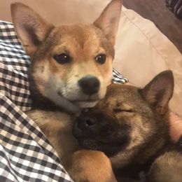 Shiba Inu from Cage-Free Shiba Inus of Iowa