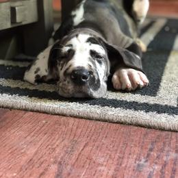 Great Dane Puppies from Starlight Danes