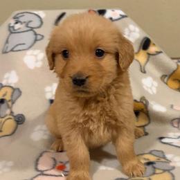 Black collar male - Dark golden male Golden Retriever puppy in Monticello, Iowa from Ashley’s Puppies