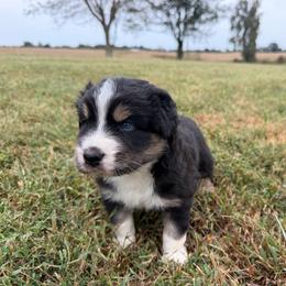 Adorable Boy 2-Black Tri - Black tri-color male Australian Shepherd puppy in Mayfield, Kentucky from Hamilton Farms