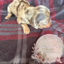 Dachshund Puppies from CSW Dachshunds