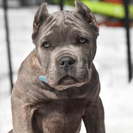 Cane Corso Puppies from Willow Creek Cane Corsos