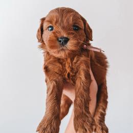 Cherry (Purple) - Red  female Goldendoodle puppy in Beaverton, Oregon from Henry Elliots