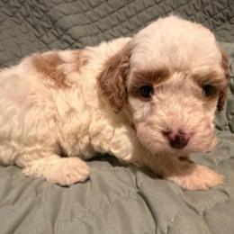 Gold Girl - White female Cavapoo puppy in Wesson, Mississippi from Southern Country Doodles