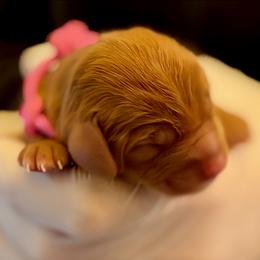 Trifle - Caramel female Australian Labradoodle puppy in Stanwood, Washington from Victoria Creek Australian Labradoodles