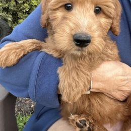 Whoodle All Grown Up from Perri’s Whoodles