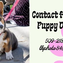 Pembroke Welsh Corgis from Lindsey Smith