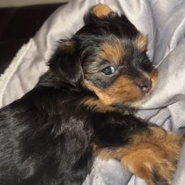 Morkies from The Morkie Mom