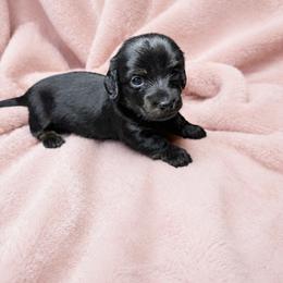 Avas - Black female Dachshund puppy in Richmond, Virginia from Paw Prints