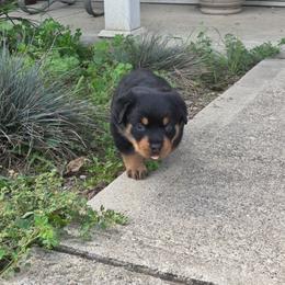 Princess Donut - Black and tan female Rottweiler puppy in Jefferson Hills, Pennsylvania from Emperor Rottweilers