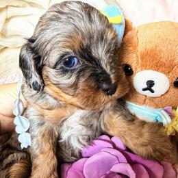 Iinka Venus - Merle female Cavapoo puppy in Tucson, Arizona from Cavapoo Puppy Parade