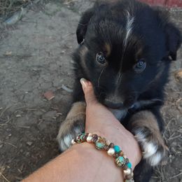Australian Shepherd and Pembroke Welsh Corgi Puppies from Rocky Blue Australia shepherds