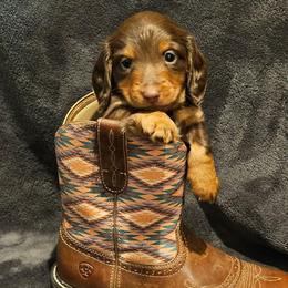 Teddy - Chocolate and tan male Dachshund puppy in Anderson, California from Plum Fields Dachshunds