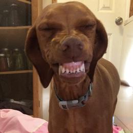 Ember - Vizsla