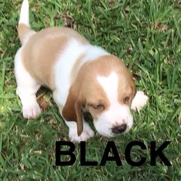 Black - Lemon and white male Basset Hound puppy in Valley, Alabama from Beverly's Bassets