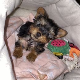 Yorkshire Terrier Puppies from Yorkie CuteNess!