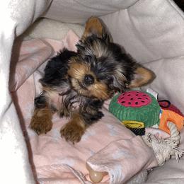Yorkshire Terrier Puppies from Yorkie CuteNess!