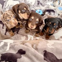 Dachshund Puppies from Silver Sage Dachshunds