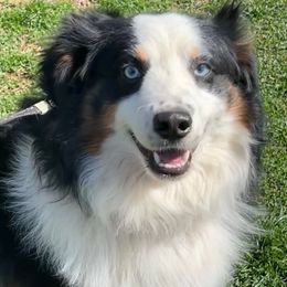 Rip - Miniature Australian Shepherd