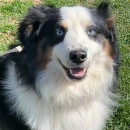 Rip - Miniature Australian Shepherd