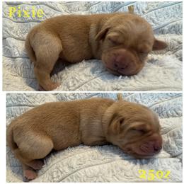 Pixie (picks are done at pickup and in order of deposit) - Yellow female Labrador Retriever puppy in Hartly, Delaware from Triple Threat Labradors