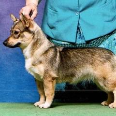 Cavalier King Charles Spaniel, Dalmatian, and Swedish Vallhund All Grown Up from Snowood Dalmatians and Cavaliers