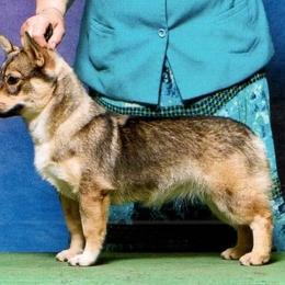 Cavalier King Charles Spaniel, Dalmatian, and Swedish Vallhund All Grown Up from Snowood Dalmatians and Cavaliers