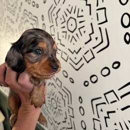 Sprinkles - Dapple male Dachshund puppy in Middlebury, Indiana from Hoosier Doxies