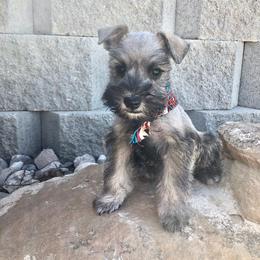 Miniature Schnauzer Puppies from Schnauzers on Robinson Lane