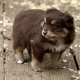Callan - Red tri male Miniature Australian Shepherd puppy in Patterson, North Carolina from DreamLine Aussies