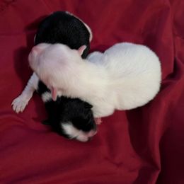 Pomeranian Puppies from Textilepoms