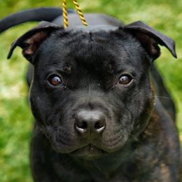 Staffordshire Bull Terrier All Grown Up from Freystaff Staffordshire Bull Terriers