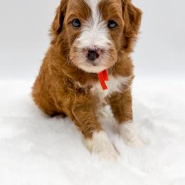 Yoshi - Red  male Goldendoodle puppy in Sunman, Indiana from Brunsman Country Doodles LLC