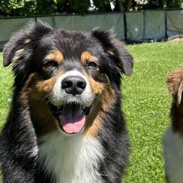 Australian Shepherds from Cherry Blossom Aussies